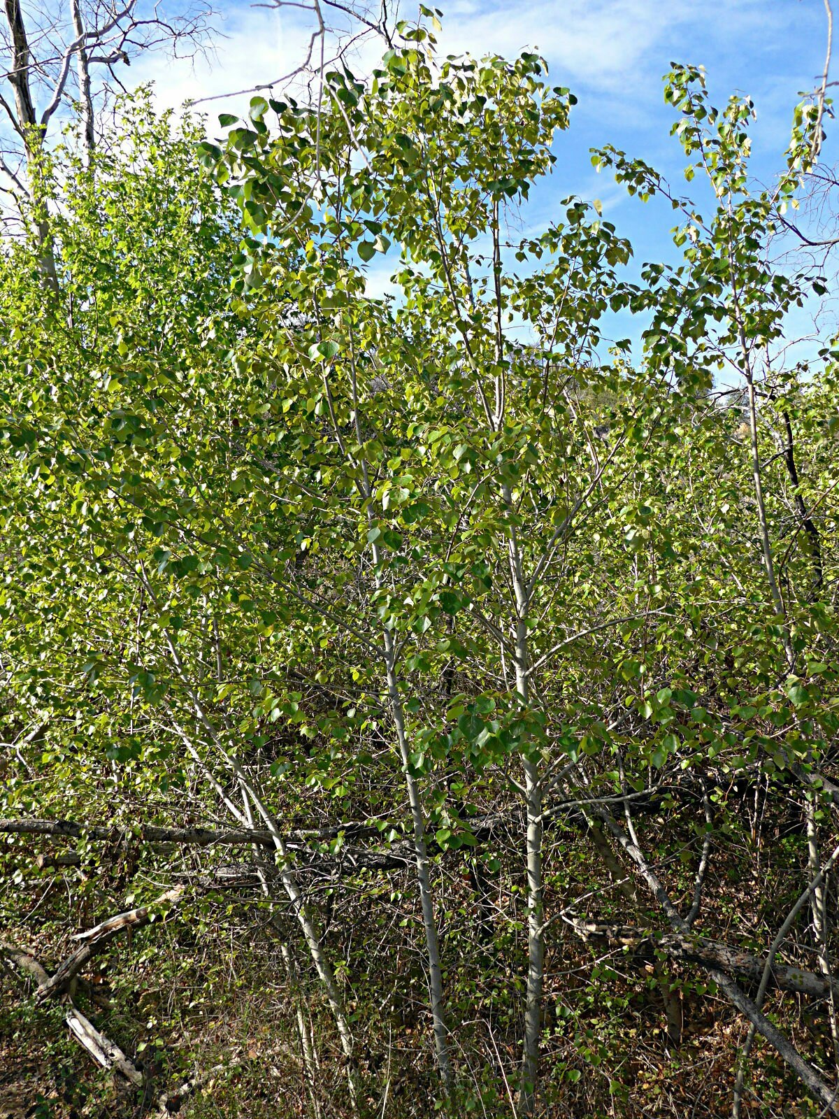High Resolution Populus trichocarpa Plant